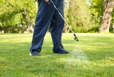 fall-lawn-pests-control.webp
