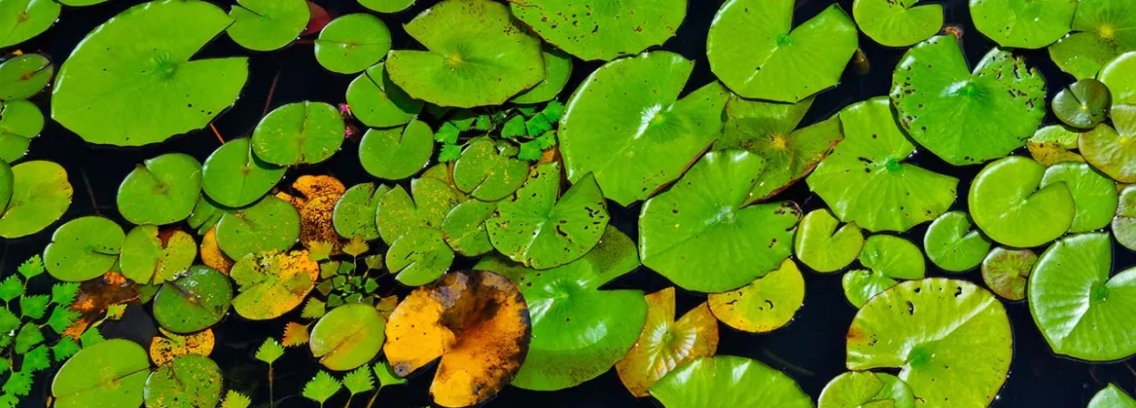 hero_best-kill-lily-pads