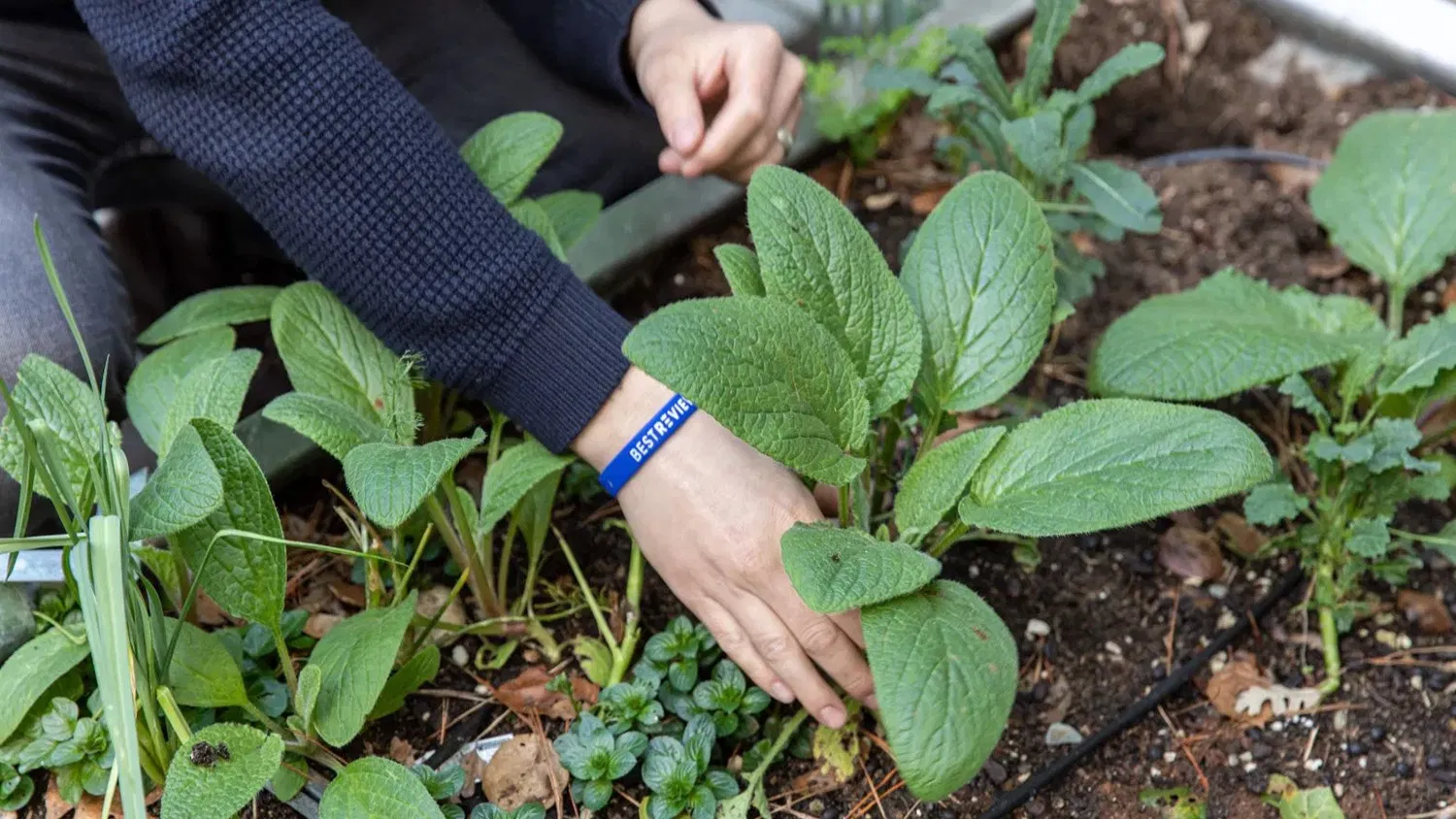 Gardening